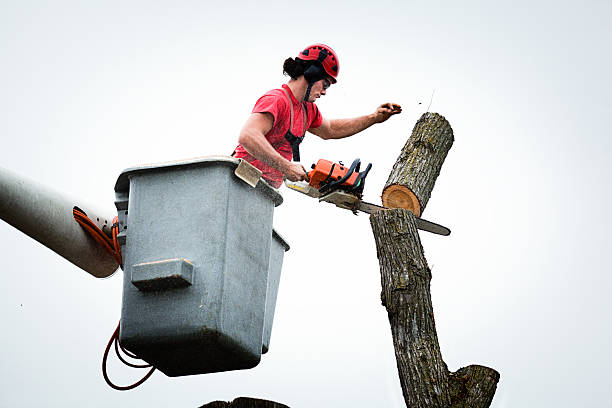 Best Leaf Removal  in Colonial Heights, TN